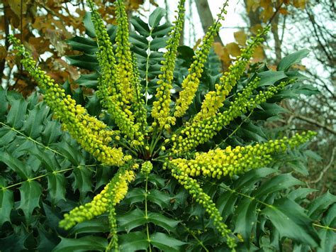 Mahonia x media Winter Sun - Oregon Grape Mahonia