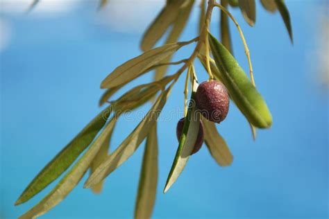 Black olives tree fruit stock image. Image of fruit - 177495047