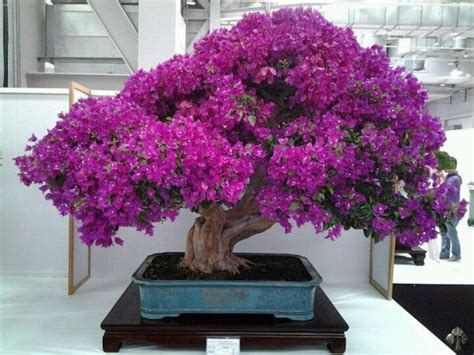 Top 10: Flowering Bonsai trees - Bonsai Empire