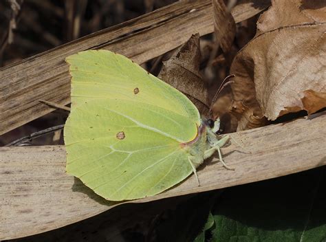 Common Brimstone | BirdForum