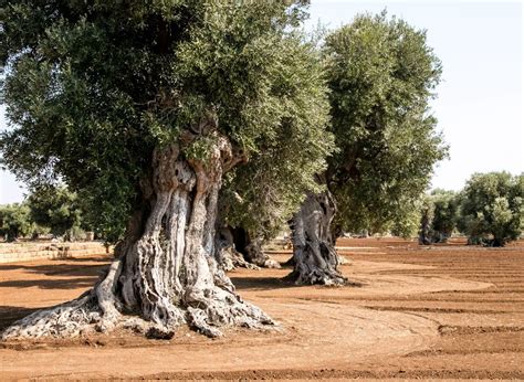 Are Fruitless Olive Tree Roots Invasive? (Here’s What I Found Out ...