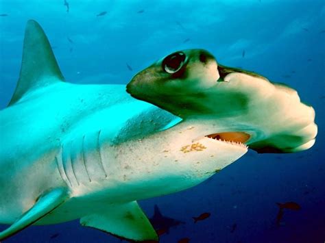 Scalloped Hammerhead Shark – "OCEAN TREASURES" Memorial Library