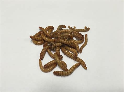 4000 ct Live Mealworms - Buckeye Organics