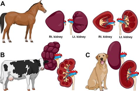 The species variation in mammalian kidneys: (A) equine with... | Download Scientific Diagram