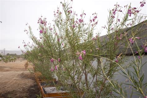 Desert Willow Tree — GDNC Nursery