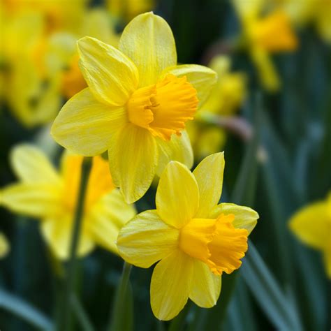 The Daffodil: Meanings, Images & Insights | Floraly