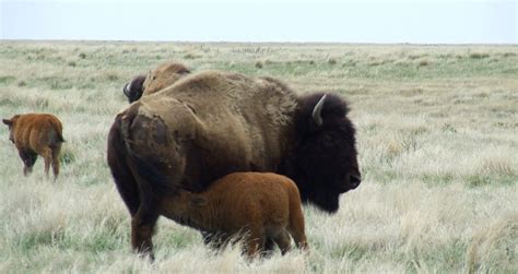 Plains bison - Alchetron, The Free Social Encyclopedia