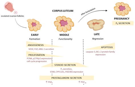 Cells | Free Full-Text | New Aspects of Corpus Luteum Regulation in ...