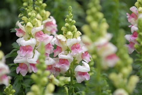 How To Grow And Care For Snapdragons