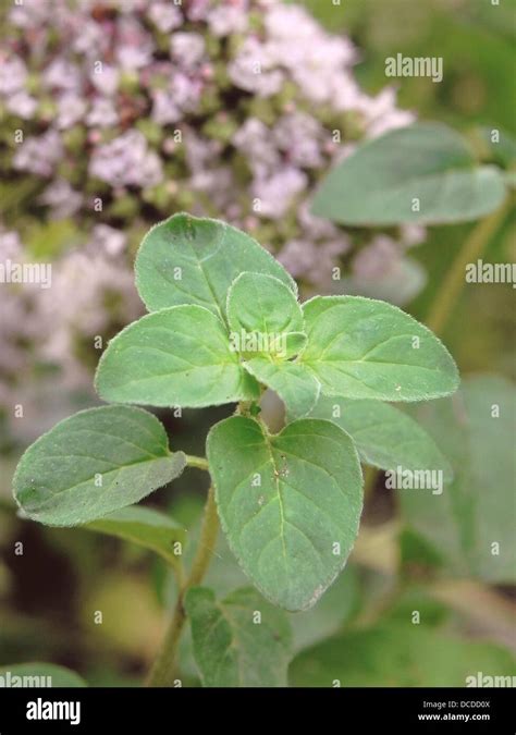 Oregano Origanum vulgare leaves and flowers Stock Photo - Alamy