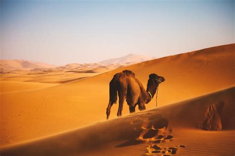 Desert Camel Wallpapers - Wallpaper Cave