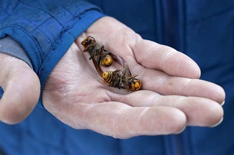 First US murder hornet nest contained 500 live specimens