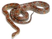 27 Beautiful Corn Snake Morphs (with Pictures + Prices + Video)