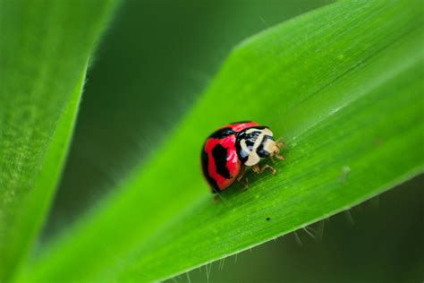 Black and Red Ladybug on Green Leaf · Free Stock Photo