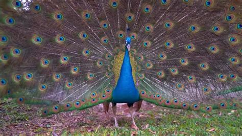 Peacock Feathers Videos: Download 22+ Free 4K & HD Stock Footage Clips ...