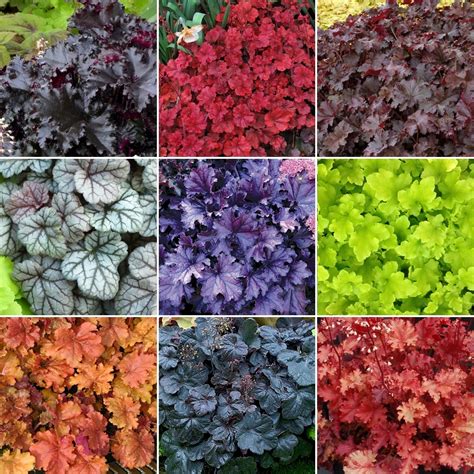 Heuchera Mix | 3 | GardenersDream