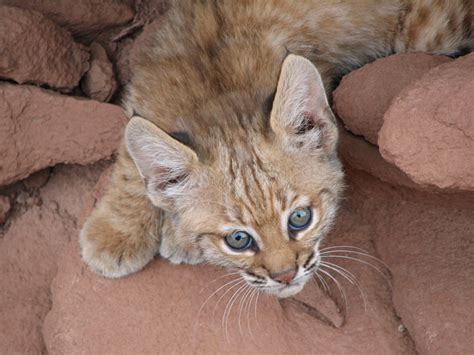 Bobcat - Lynx rufus | Wildlife Journal Junior