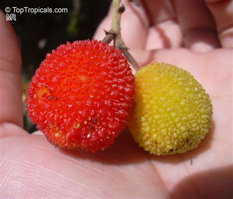 strawberry tree fruit | salyal