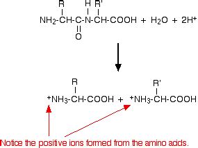 protein hydrolysis