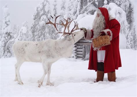 Santa Claus feeding reindeer at the top Ritavaara in Pello in Lapland ...