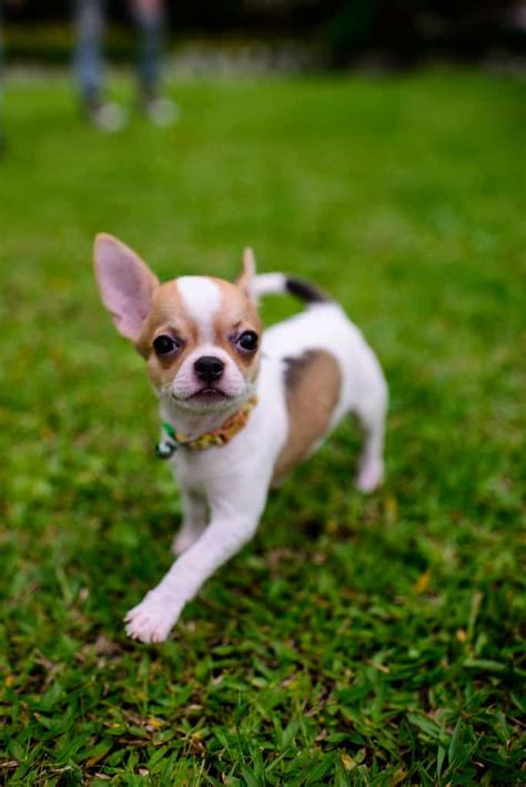 The Teacup Chihuahua: Answering Your Questions About the Smallest Dog ...