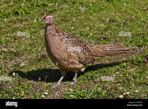 Female Common Pheasant (phasianus colchicus), UK Stock Photo - Alamy