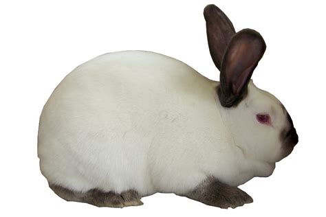 Californian Rabbits | USA Rabbit Breeders