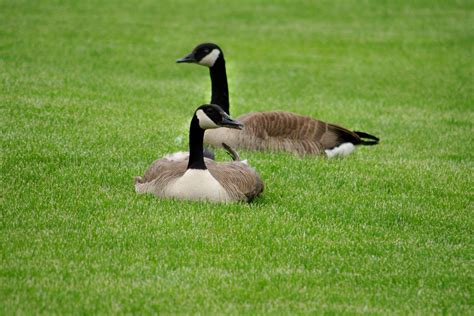 These two geese came out better, although I cropped a few tail feathers ...