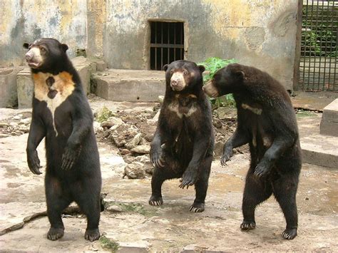 Sun Bears in China Zoo Suspected to be Fake Following Previous Similar ...