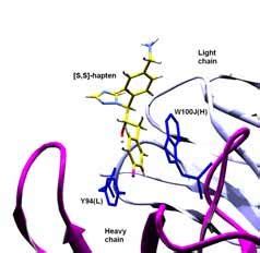 The hapten binding sites of models 1 (9 a) and 2 (9 b). Mutated... | Download Scientific Diagram