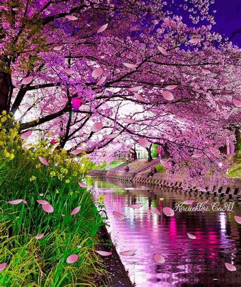 #spring #Japanese #SAKURA #loveislove #SiirSokakta #travelphotography # ...