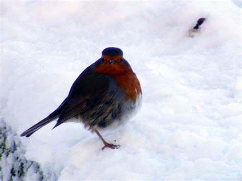 Winter Robin Free Stock Photo - Public Domain Pictures