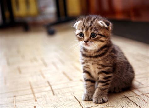 The 10 Most Adorable Cat Breeds As Kittens | iHeartCats.com