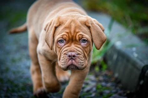 Where to Find French Mastiff Puppies for Sale in 2023 - Dogable