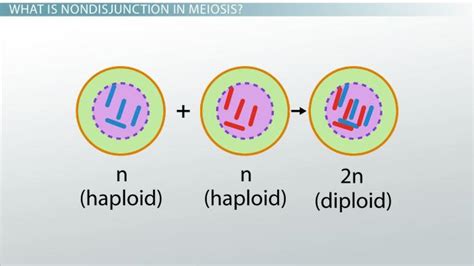 Mitosis and meiosis quiz campbell