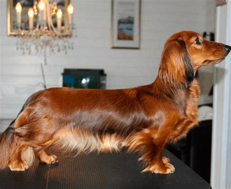 Grooming Your Dachshund: Essential Tips From Professional Groomer