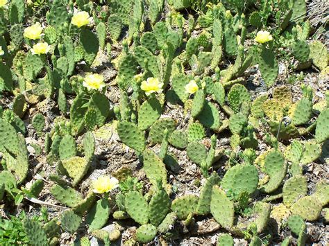 File:Prickly pear MN 2007.JPG - Wikimedia Commons