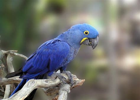 Baby Blue Macaw by Chuck Cannova