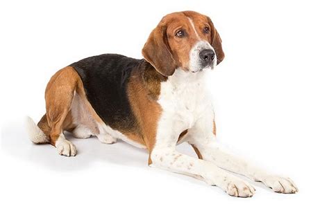 American Foxhound Temperament and Personality - Friendly and Non Aggressive Behavior