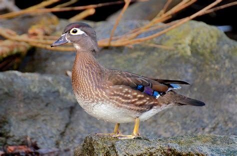 Victoria Daily Photo: Wood Duck (Female) (Aix sponsa)