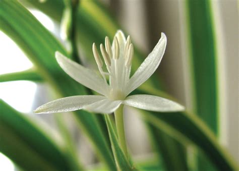 Chlorophytum | Houseplant, Spider Plant, Perennial | Britannica