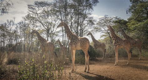 Giraffes in Nairobi National Park, Nairobi, Kenya, Africa - ISF03245 - Lost Horizon Images/Westend61