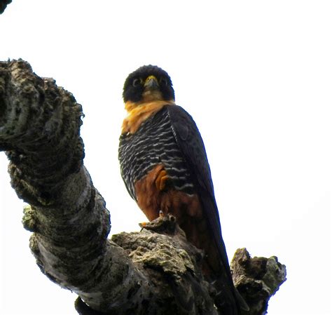 Yasuni Amazon Rainforest - Birdwatching - Ecuador Amazon Rainforest