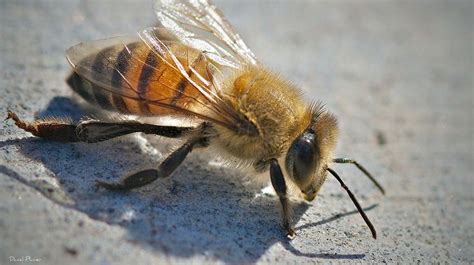 Killer bees: a deadly swarm | Natural History Museum