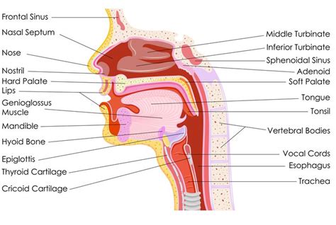 Human Throat Anatomy | Throat anatomy, Sore throat remedies for adults ...