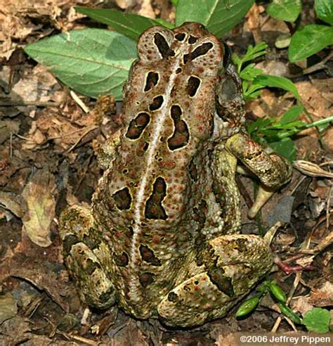 Fowler's Toad (Bufo fowleri)