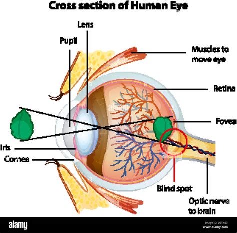 Diagram showing cross section of human eye Stock Vector Image & Art - Alamy