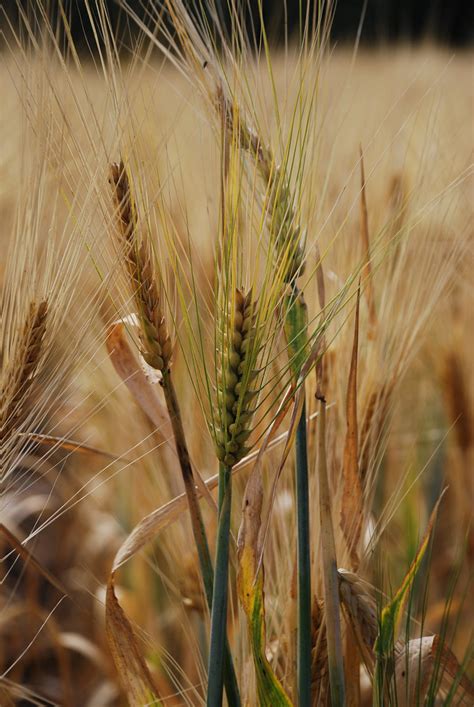 Barley growing on CA trial plot | Barley growing on long-ter… | Flickr