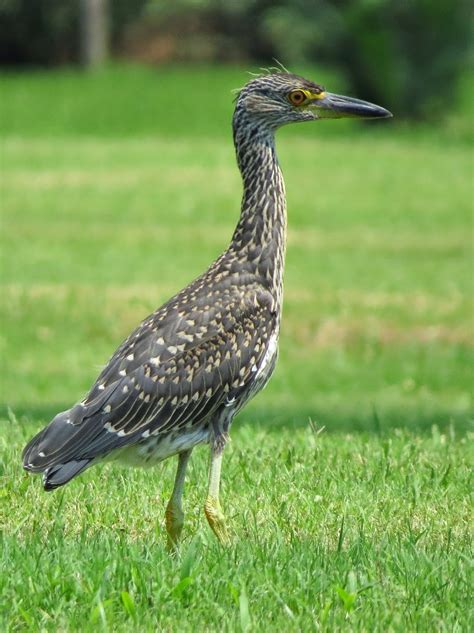 SE Texas Birding & Wildlife Watching: A Five-Heron Morning