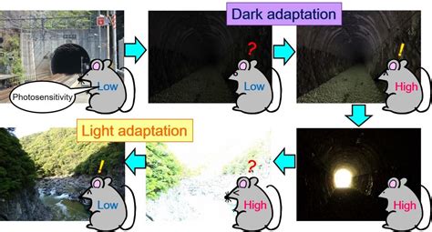 Researchers discover molecular light switch in photoreceptor cells | Science Codex